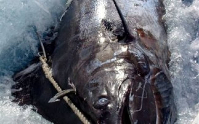 Δείτε: Έπιασε ψάρι-γίγας βάρους 600 κιλών!