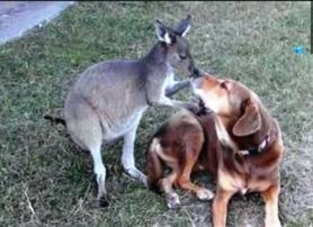 Mια ξεχωριστή φιλία μεταξύ...σκύλου και καγκουρό!