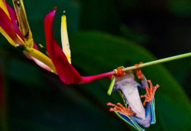 Ο σπάνιος βάτραχος γελωτοποιός! (pics)