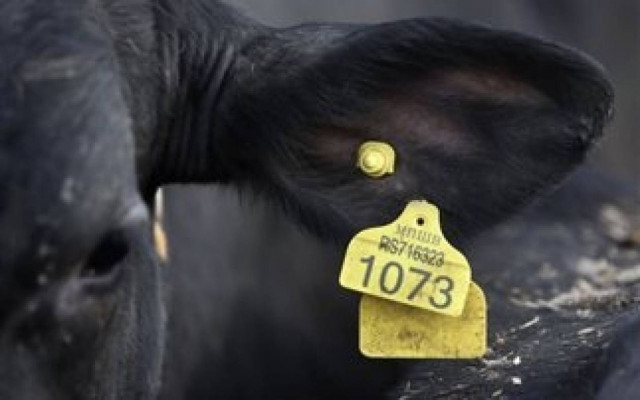 Επανελέγχονται φάρμες για την καρκινογόνο ουσία στην Κροατία