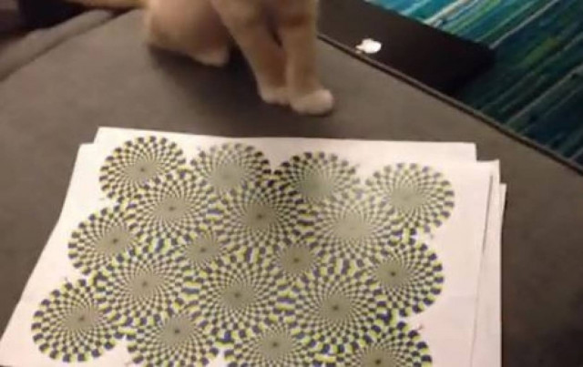 Βίντεο: Η αντίδραση μιας γάτας σε οφθαλμαπάτη