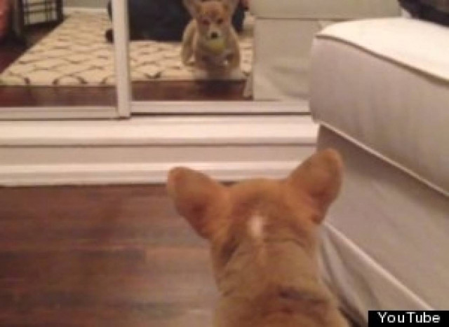 Κορυφαίο βίντεο: Η πρώτη συνάντηση ενός κουταβιού με έναν... καθρέφτη