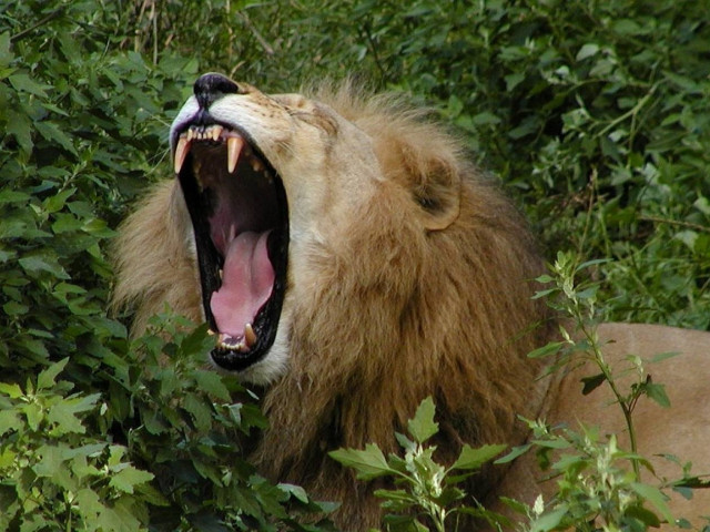 Σοκ: Την κατασπάραξε λιοντάρι ενώ έκανε σεξ στη ζούγκλα!