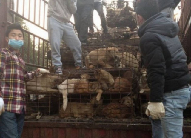 Έσωσαν σκυλάκια λίγο πριν τα μαγειρέψουν!