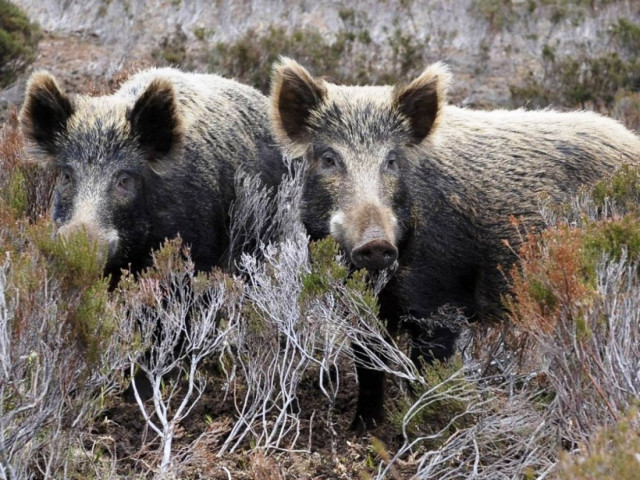 Ιταλία: Εντοπίστηκαν αγριογούρουνα με ραδιενέργεια!
