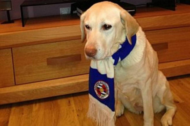 Ποιος σκύλος είναι ο πιο... φανατικός οπαδός; (photos)