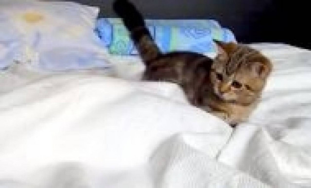 Ξεκαρδιστικό βίντεο: Γατάκι vs... φαντάσματος!