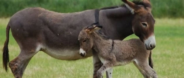 Ρόδος: Σφάζουν γαϊδούρια και τα πωλούν για μοσχαρίσιο κρέας