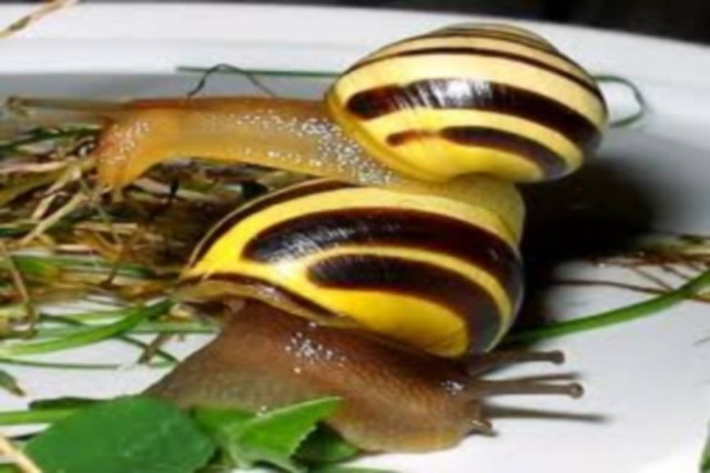 Σαρώνουν στο Facebook: Τα σαλιγκάρια και η τράπεζα