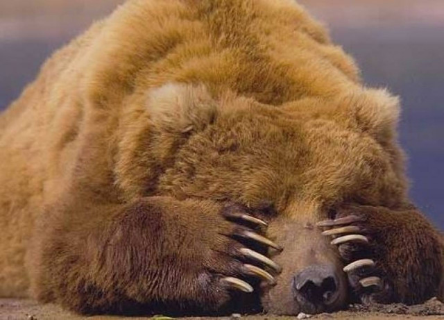 Μια οικογένεια αρκούδων παίζει…με αστεία κατάληξη!