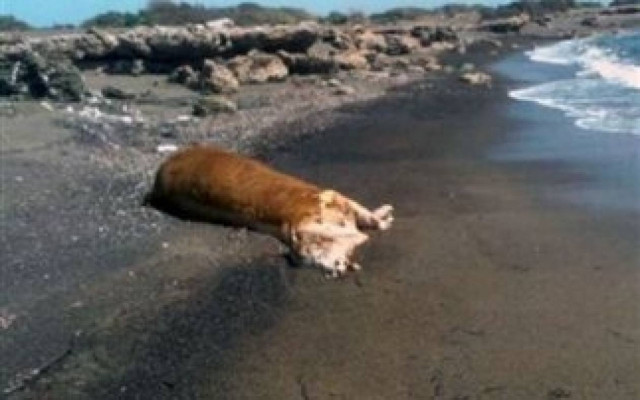 ΔΕΙΤΕ: Αγελάδα βάρους 400 κιλών ξεβράστηκε στο Γαιδουρονήσι!