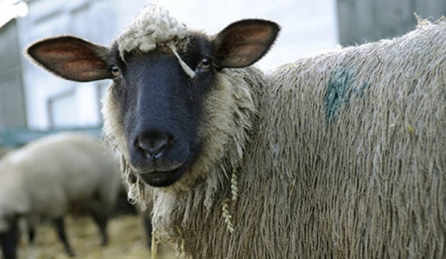 Καζακστάν: Μεταλλαγμένο αρνί με οκτώ πόδια και τρία μάτια