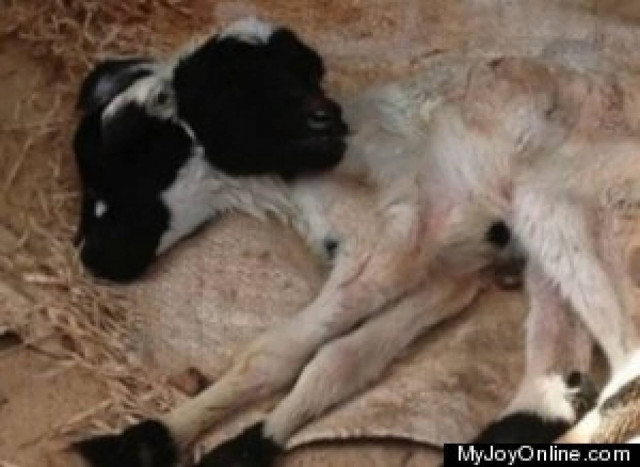 Γεννήθηκε αρνάκι με δυο κεφάλια