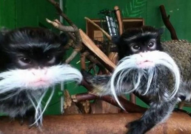 Έκλεψαν 12 εξωτικά πιθηκάκια από ζωολογικό κήπο