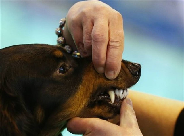 Απίστευτο: Σκύλος σώθηκε ενώ κατάπιε...