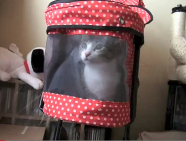 Bίντεο:  Δείτε που ανέβηκε ένα γατάκι για να πάει βόλτα!