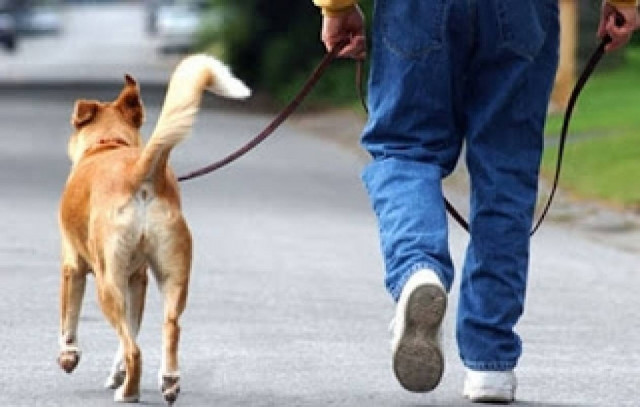 Ο σκύλος σας κάνει καλό στην υγεία σας. Διαβάστε το γιατί