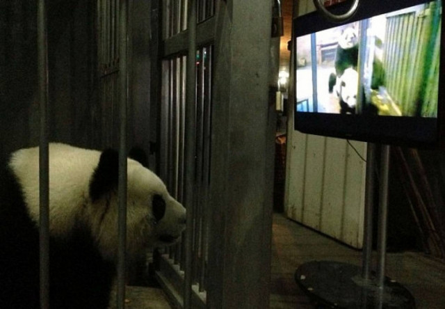 Απίστευτο:Δείχνουν...πορνό σε πάντα για να τα πείσουν να αναπαραχθούν!