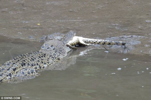 Βίντεο-ΣΟΚ: Κροκόδειλος κανίβαλος κατασπαράζει έναν μικρότερο