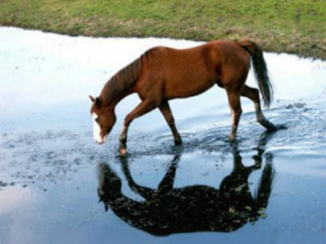 Βόλος: Εσωσαν άλογο που έπεσε σε βόθρο