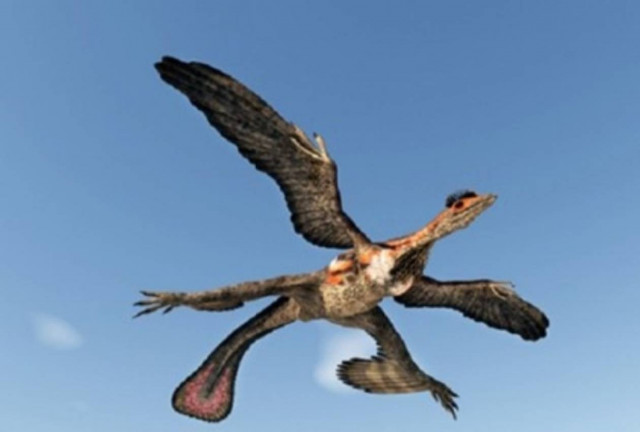 Πουλιά με τέσσερα φτερά