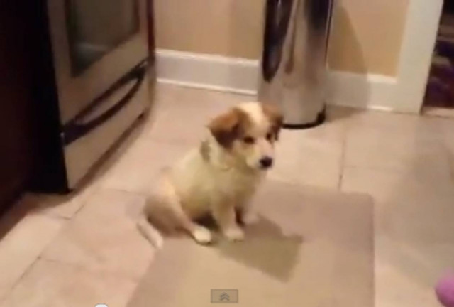 Bίντεο: Διδάσκοντας ένα κουταβάκι…