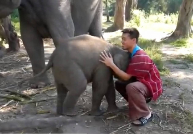 Βίντεο: Ελεφάντακι αγκαλιάζει έναν άνδρα!