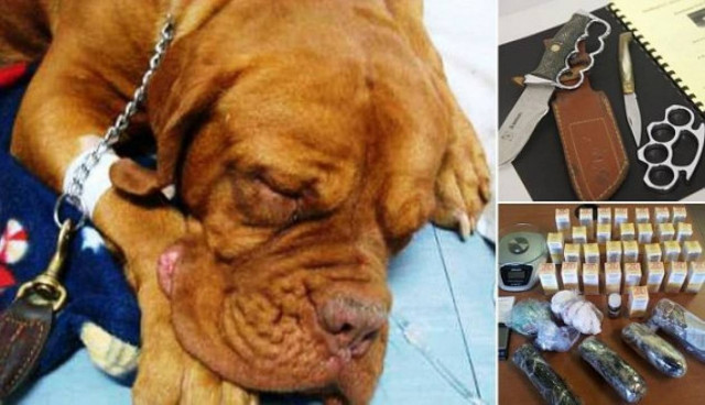 ΦΡΙΚΗ: Ανάγκαζαν σκυλιά να καταπίνουν ναρκωτικά και μετά τα έσφαζαν