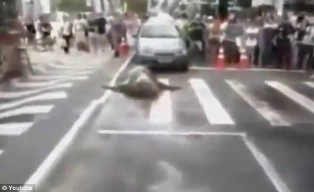 Βίντεο: Έμειναν άφωνοι με αυτό που είδαν να διασχίζει το δρόμο