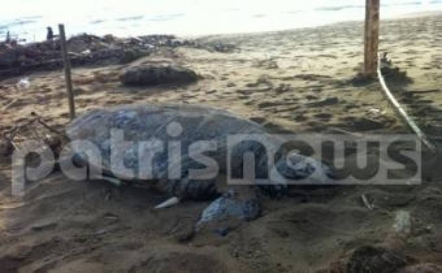 Ηλεία: Νεκρή Caretta-Caretta στην παραλία της Ζαχάρως