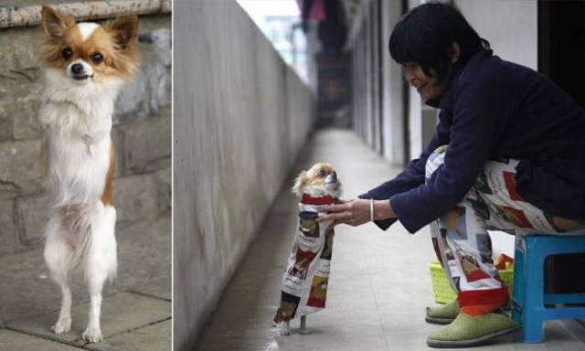 Το απίστευτο σκυλάκι που έκανε χιλιάδες ανθρώπους να δακρύσουν