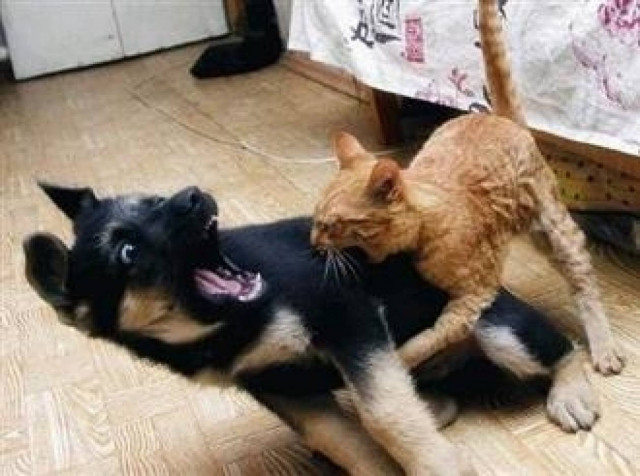 Βίντεο: Super γάτες!