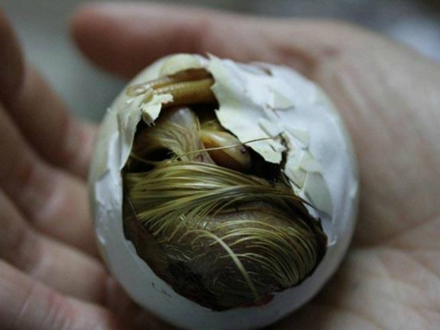 ΑΠΙΣΤΕΥΤΕΣ ΕΙΚΟΝΕΣ: Ένα παπάκι γεννιέται… on camera