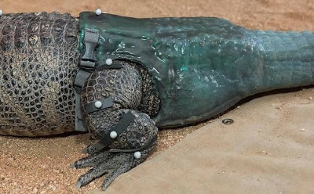 Τραυματισμένος αλιγάτορας κολυμπάει ξανά με τεχνητή ουρά!