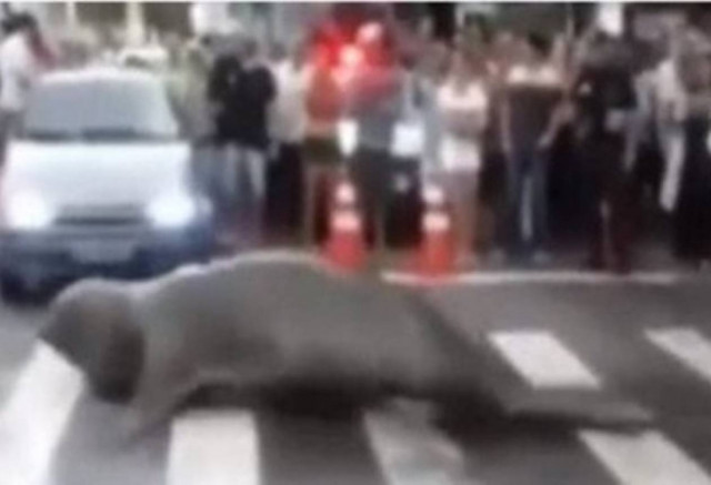 Θαλάσσιος ελέφαντας προκάλεσε κυκλοφοριακό κομφούζιο!(vid)