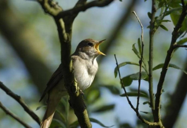 Τράπεζα για κελαηδίσματα πουλιών στη Μόσχα