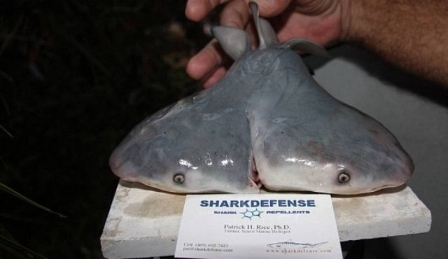 ΣΟΚ: Βρέθηκε καρχαρίας με δυο σαγόνια!