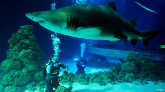 Οι καρχαρίες εμπνέουν τη ναυπηγική