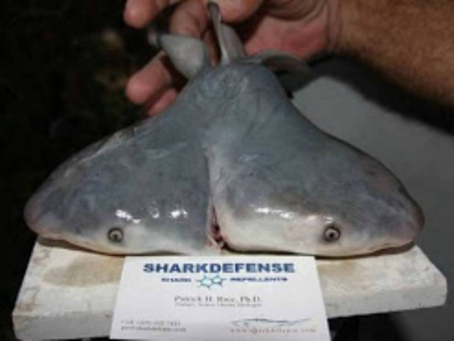 ΣΟΚ: Καρχαρίας με δύο κεφάλια και... δύο σαγόνια!