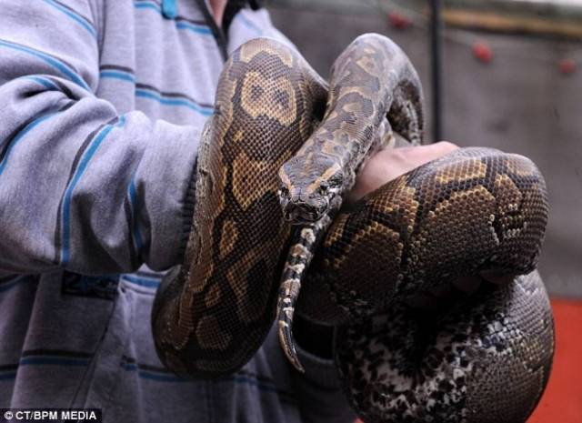 Ξύπνησε και είδε έναν πύθωνα να προσπαθεί να φάει τον φίλο του!
