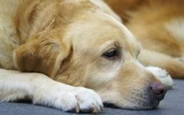 ΣΟΚ στην Αμαλιάδα: Πέταξε το σκύλο από το μπαλκόνι