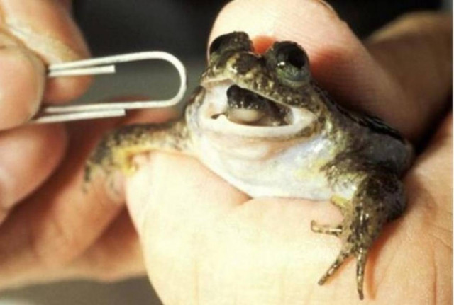 «Aνέστησαν» εξαφανισμένο είδος βατράχου