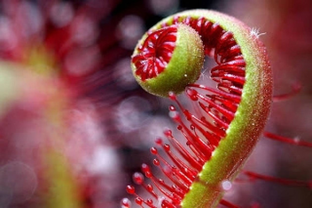 Βίντεο: Tο σαρκοφάγο φυτό που θα σας προκαλέσει εφιάλτες!