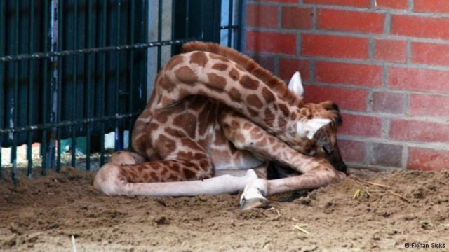 Απίστευτο! Ακόμα και η καμηλοπάρδαλη αγχώνεται...
