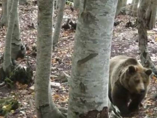 Δηλητηρίασαν αρκούδα με το μικρό της