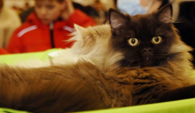 Απίστευτο! Γάτος έμαθε να ισορροπεί στα 2 του πόδια λόγω ατυχήματος