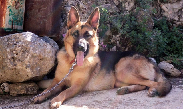 Σέρρες: 4.000 ευρώ για τον δολοφόνο αδέσποτων ζώων