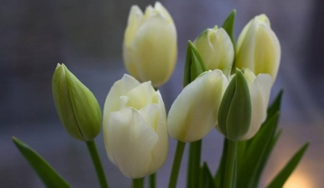 Το Βατικανό στολισμένο με λουλούδια για το Πάσχα