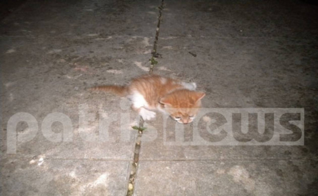 Επιχείρηση απεγκλωβισμού... γάτας από την Πυροσβεστική