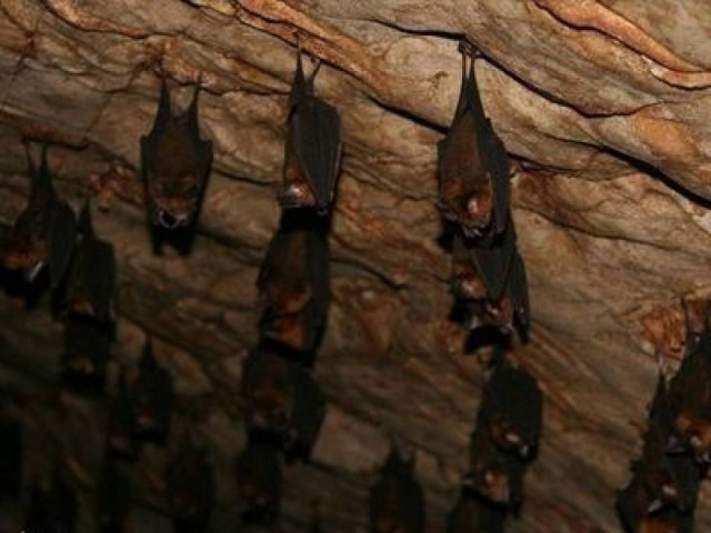 Βίντεο: Στοματικό σεξ κάνουν και οι νυχτερίδες!